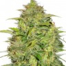 Семена ганжа  Auto Lowryder #2 feminised Ganja Seeds