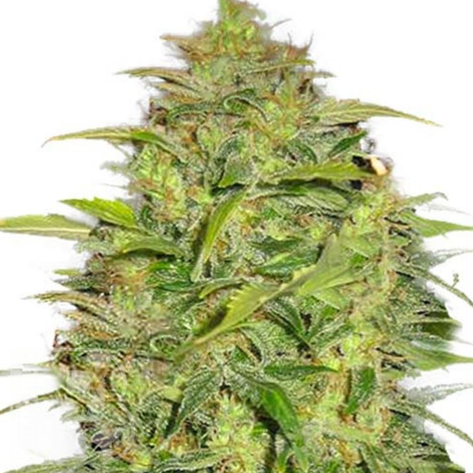 Семена ганжа  Auto Lowryder #2 feminised Ganja Seeds