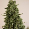 Семена ганжа  Auto Lowryder #2 feminised Ganja Seeds