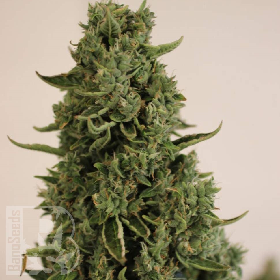 Семена ганжа  Auto Lowryder #2 feminised Ganja Seeds