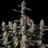 Семена ганжа  Auto Lowryder #2 feminised Ganja Seeds
