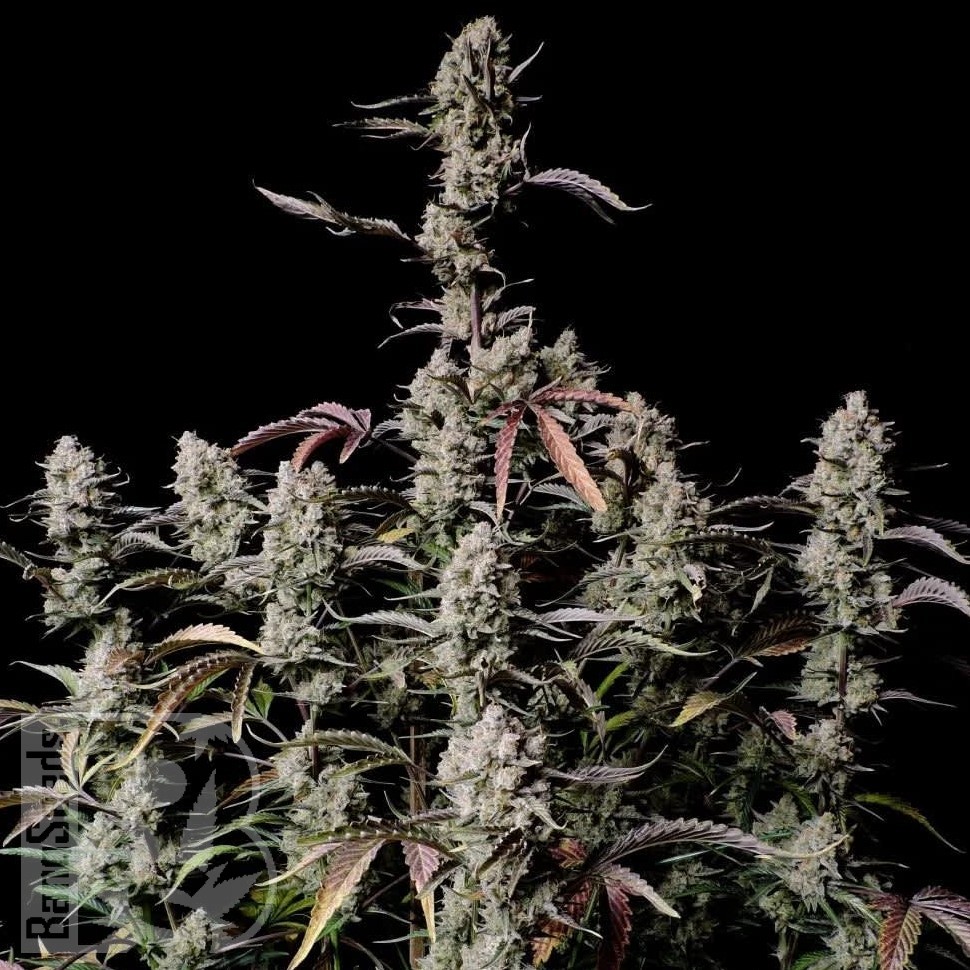 Семена ганжа  Auto Lowryder #2 feminised Ganja Seeds
