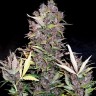 Семена ганжа  Auto Lowryder #2 feminised Ganja Seeds