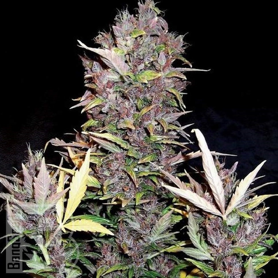 Семена ганжа  Auto Lowryder #2 feminised Ganja Seeds