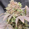Семена ганжа  Auto Lowryder #2 feminised Ganja Seeds