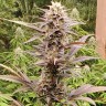 Семена ганжа  Auto Lowryder #2 feminised Ganja Seeds