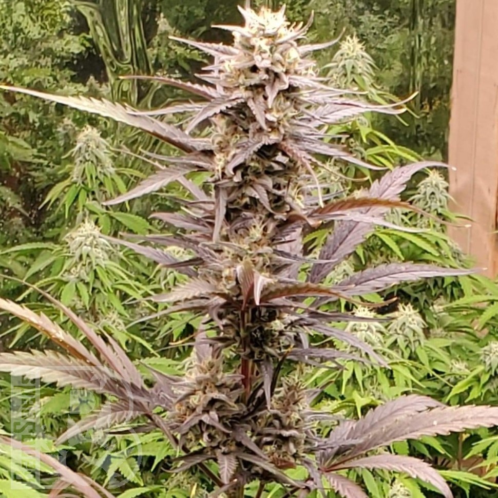 Семена ганжа  Auto Lowryder #2 feminised Ganja Seeds