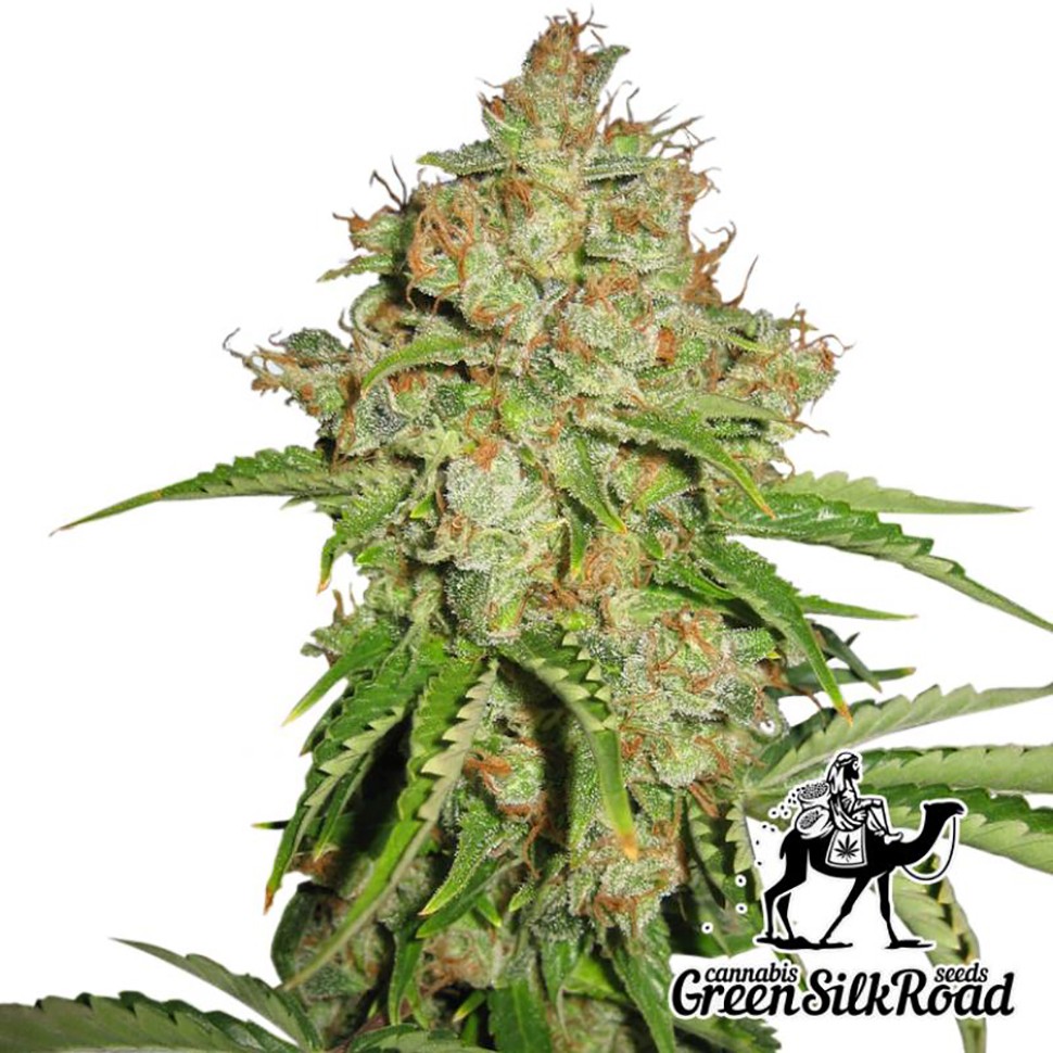 Семена ганжа  Auto White Russian feminised Green Silk Road Seeds