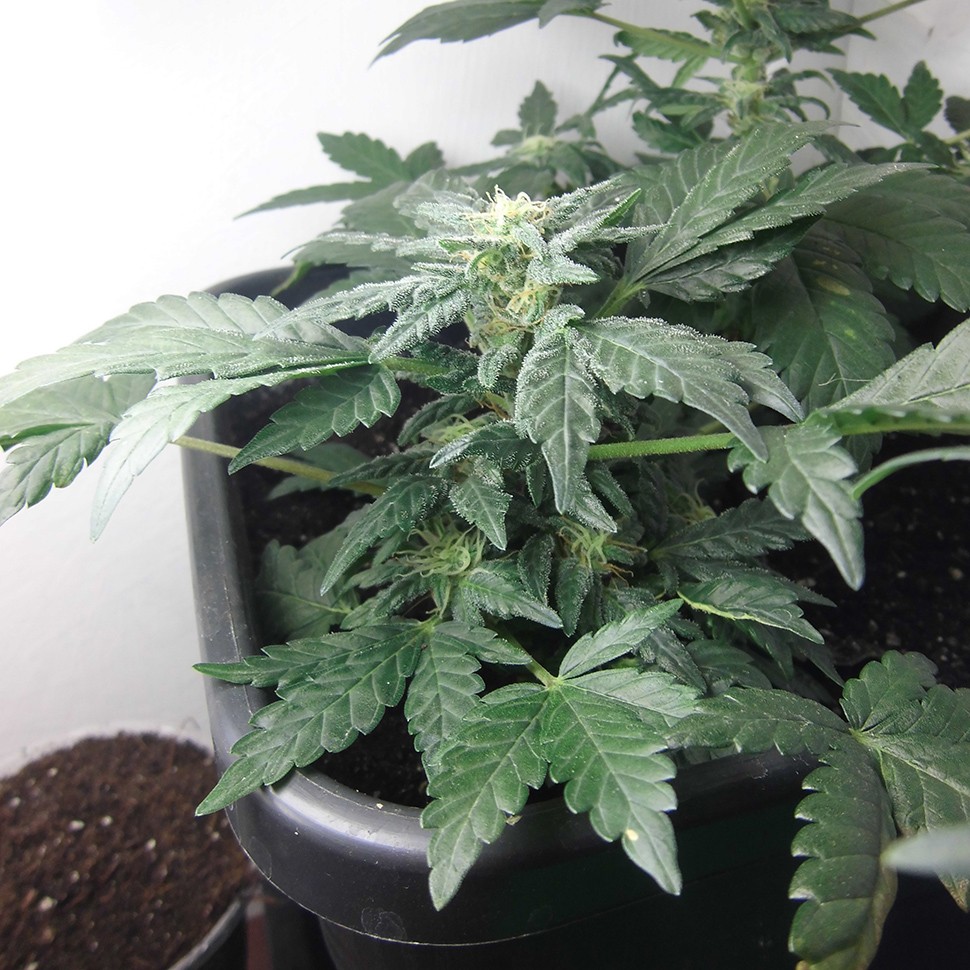 семена конопли интернет магазин Auto Betty Boo feminised