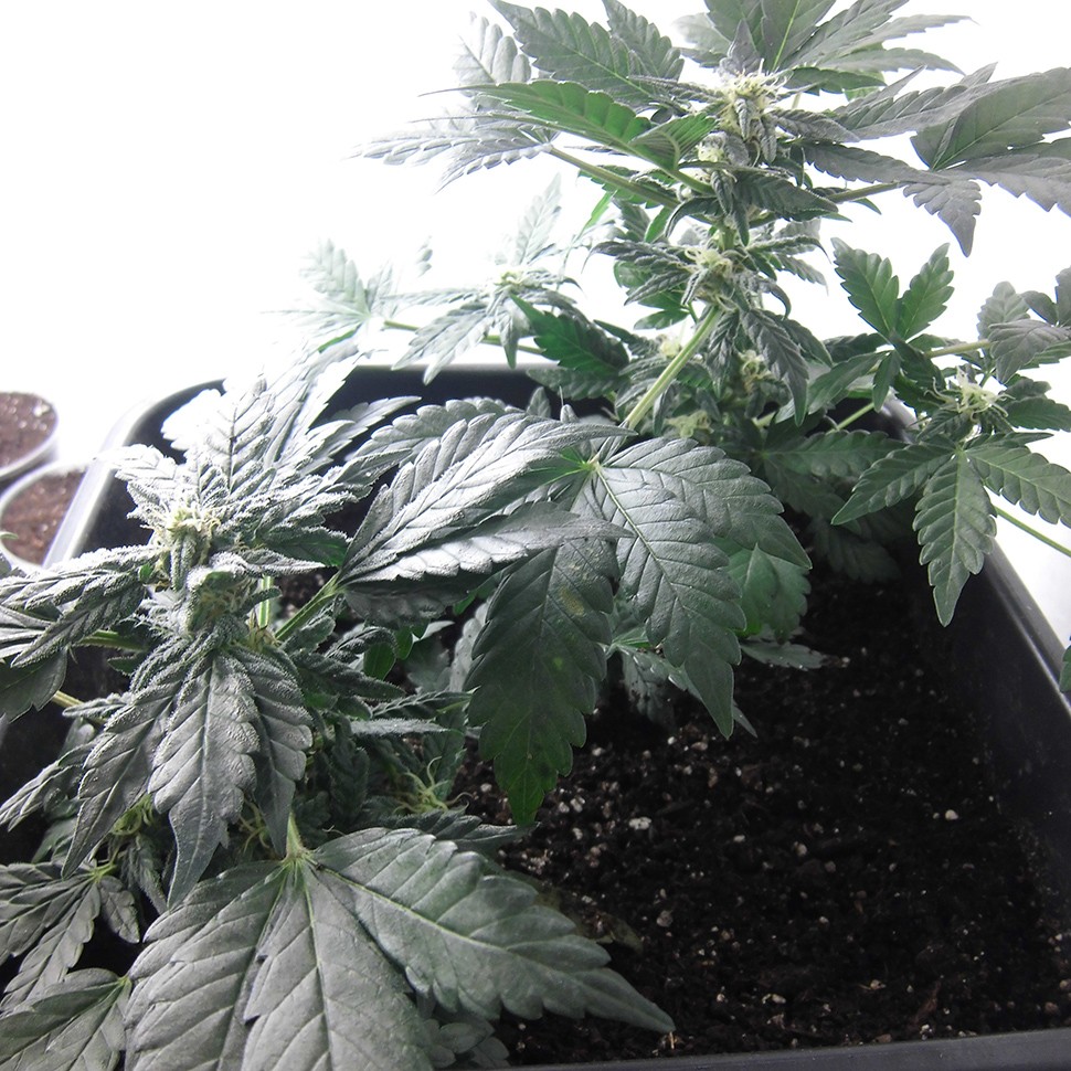 семена конопли с доставкой Auto Betty Boo feminised