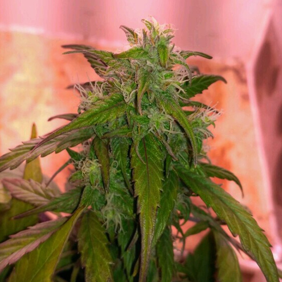 Семена конопли Auto Betty Boo