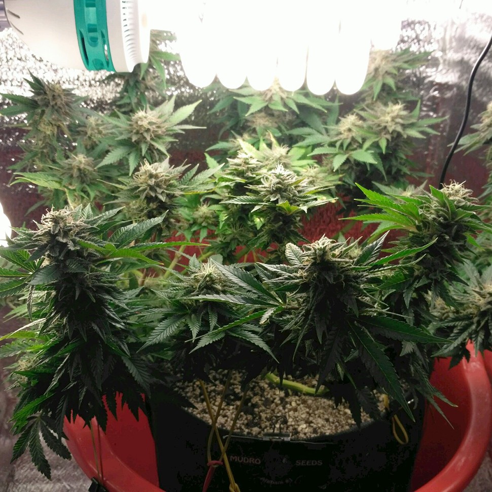 Семена ганжа  Auto Betty Boo feminised Ganja Seeds