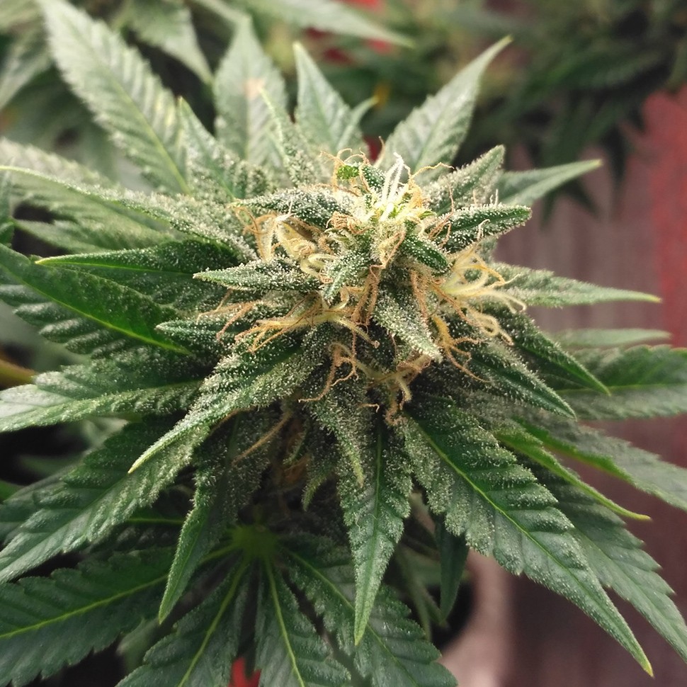 семена конопли дешево Auto Betty Boo feminised