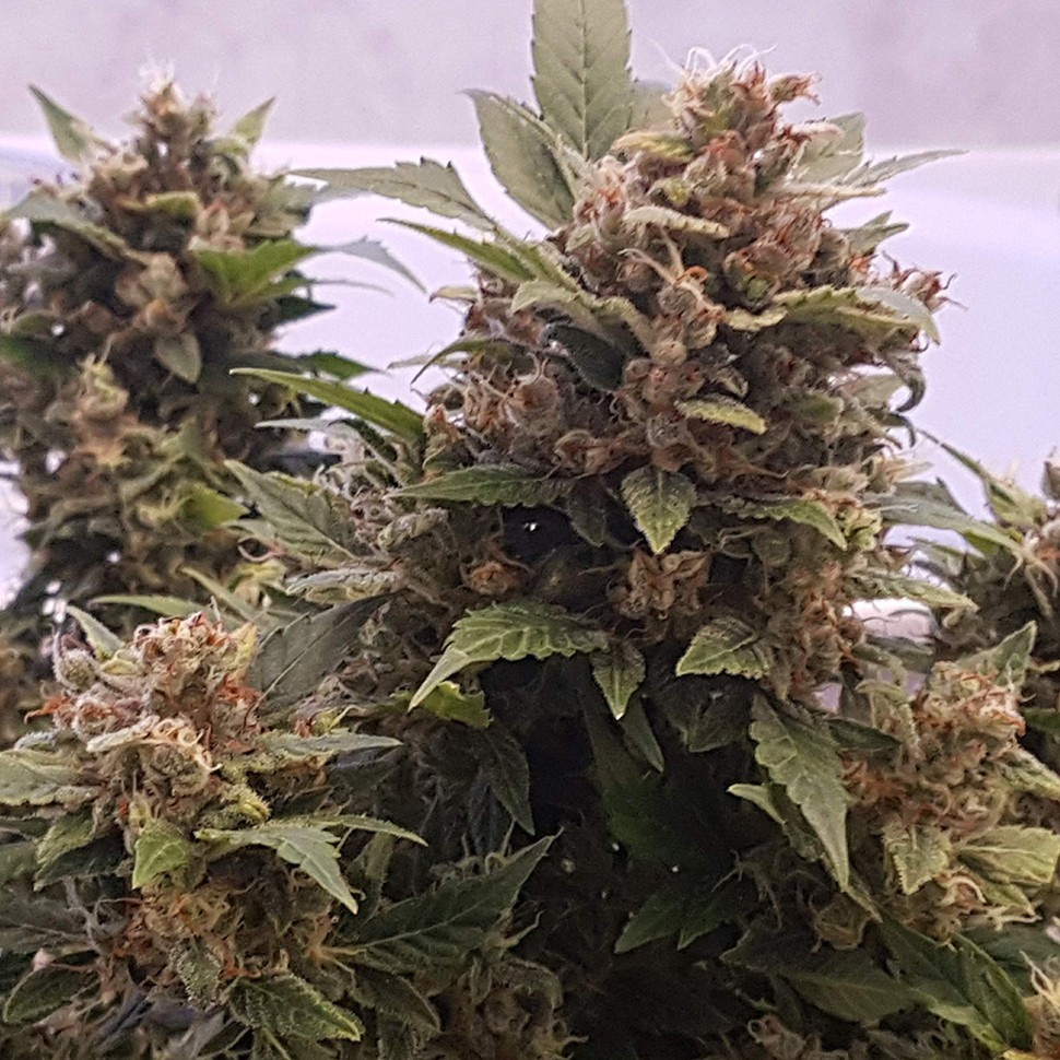 Семена  Auto Big Devil feminised Ganja Seeds
