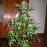 заказ семян конопли Алма-Ата Auto Big Devil feminised Ganja Seeds