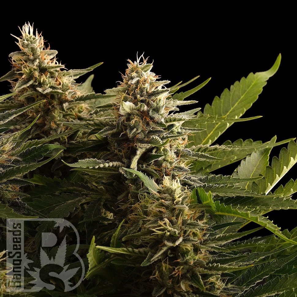 Семена марихуаны  Bubbleberry regular Ganja Seeds