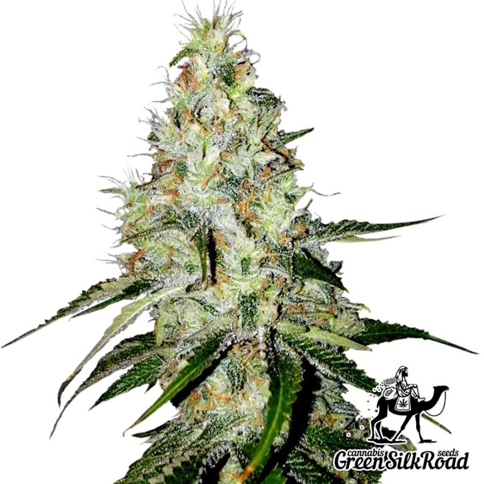 Семена ганжа  Auto White Widow feminised Green Silk Road Seeds