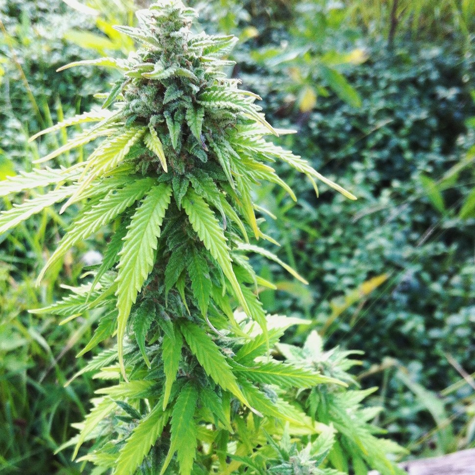 Семена ганжа  Auto Big Bang feminised Ganja Seeds