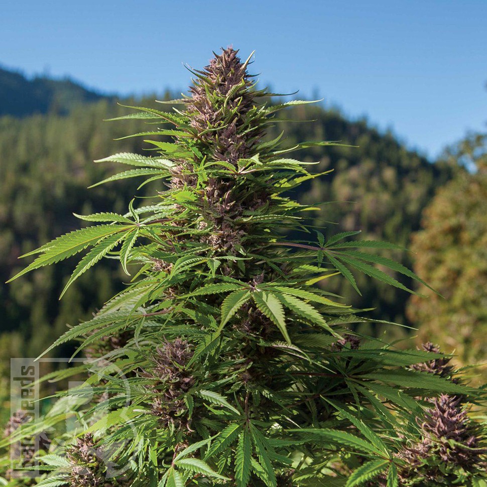 Семена  Northern Soul feminised Ganja Seeds