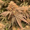 Семена  Northern Soul feminised Ganja Seeds