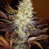 Семена  Northern Soul feminised Ganja Seeds