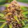 Семена  Northern Soul feminised Ganja Seeds