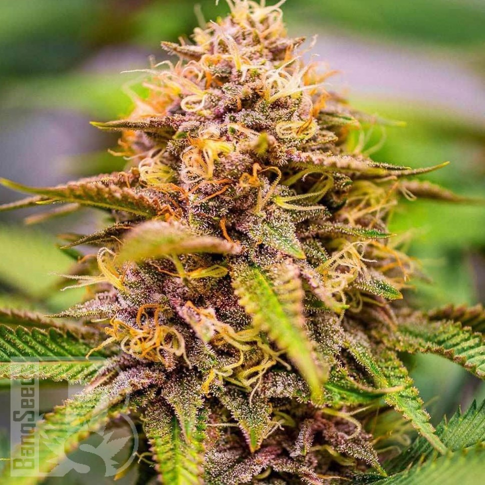 Семена  Northern Soul feminised Ganja Seeds