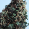 купить мощные семена конопли New York Diesel feminised