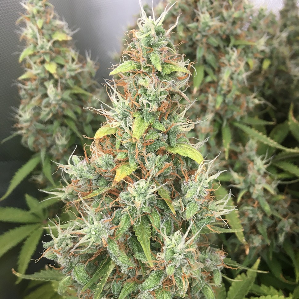 Семена ганжа  New York Diesel regular Ganja Seeds