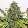 семена конопли в интернете New York Diesel regular Ganja Seeds