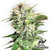 Bubble Gum feminised Green Silk Road Seeds