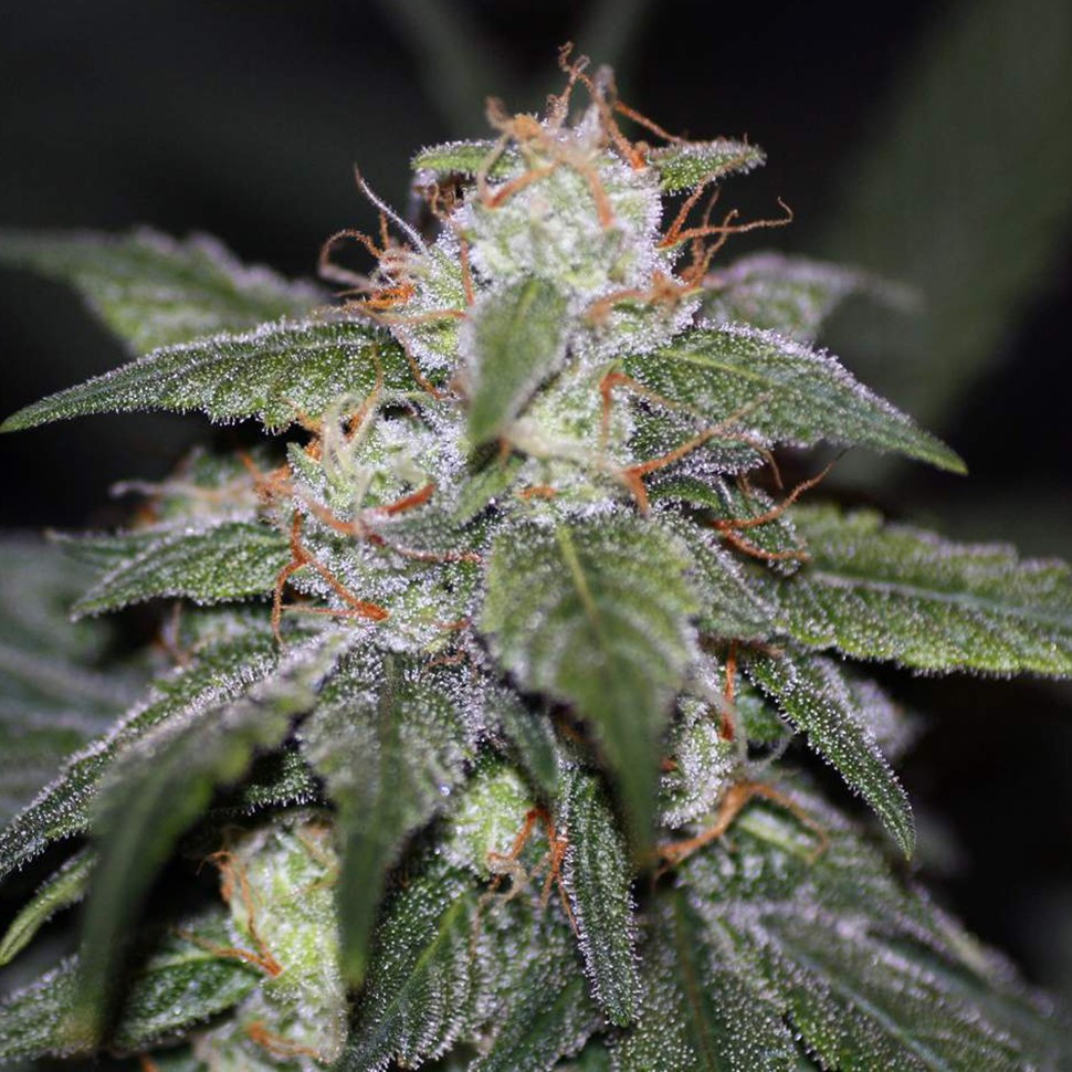 Семена конопли  Auto Blue Cheese feminised Ganja Seeds