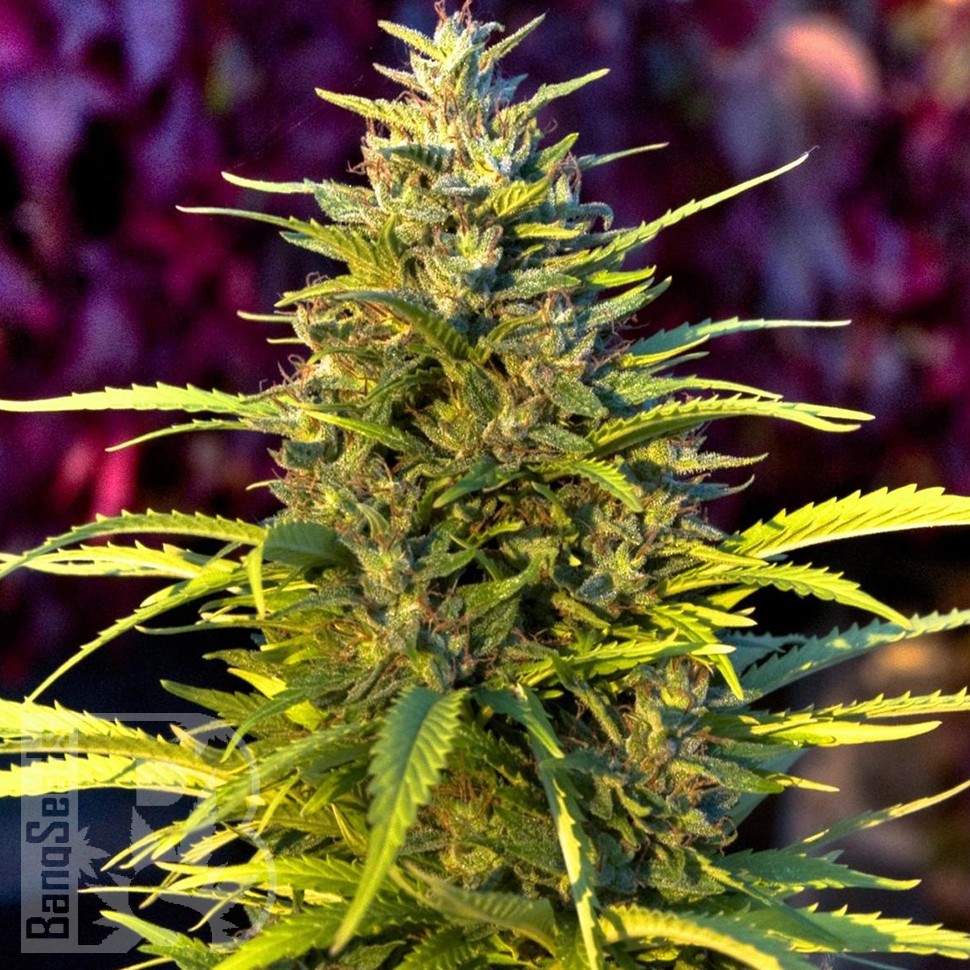Семена каннабиса  Orange Bud feminised Ganja Seeds