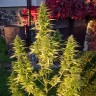 Семена каннабиса  Orange Bud feminised Ganja Seeds