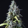 Семена марихуаны  Auto Haze feminised Ganja Seeds