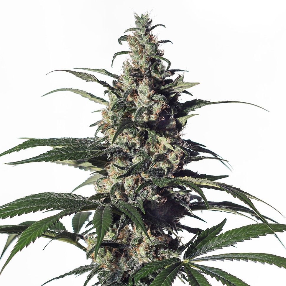 Семена ганжа  Chronic feminised Green Silk Road Seeds