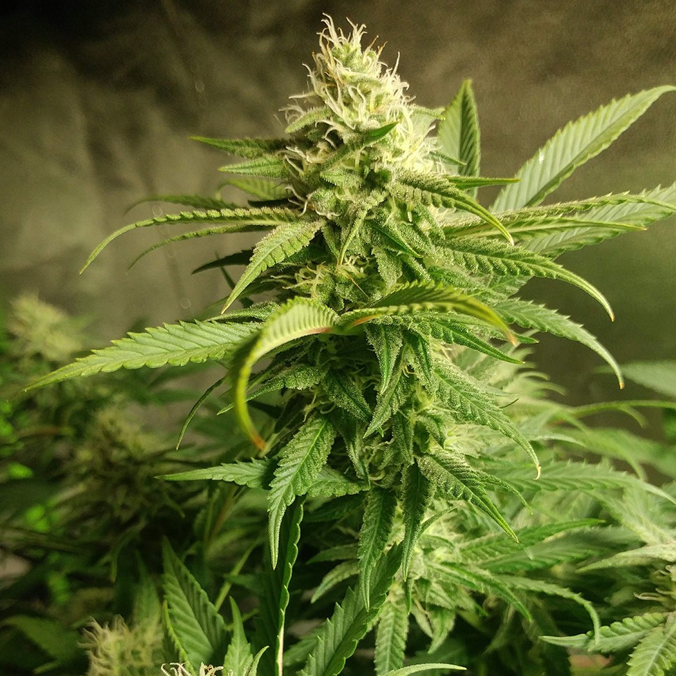 Семена конопли  Auto Original Limonade Skunk feminised Victory Seeds