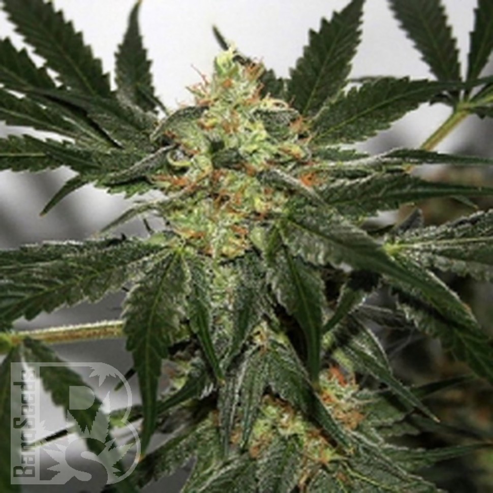 Семена конопли  Black Domina x Early Skunk feminised Ganja Seeds