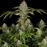 Семена конопли  Black Domina x Early Skunk feminised Ganja Seeds