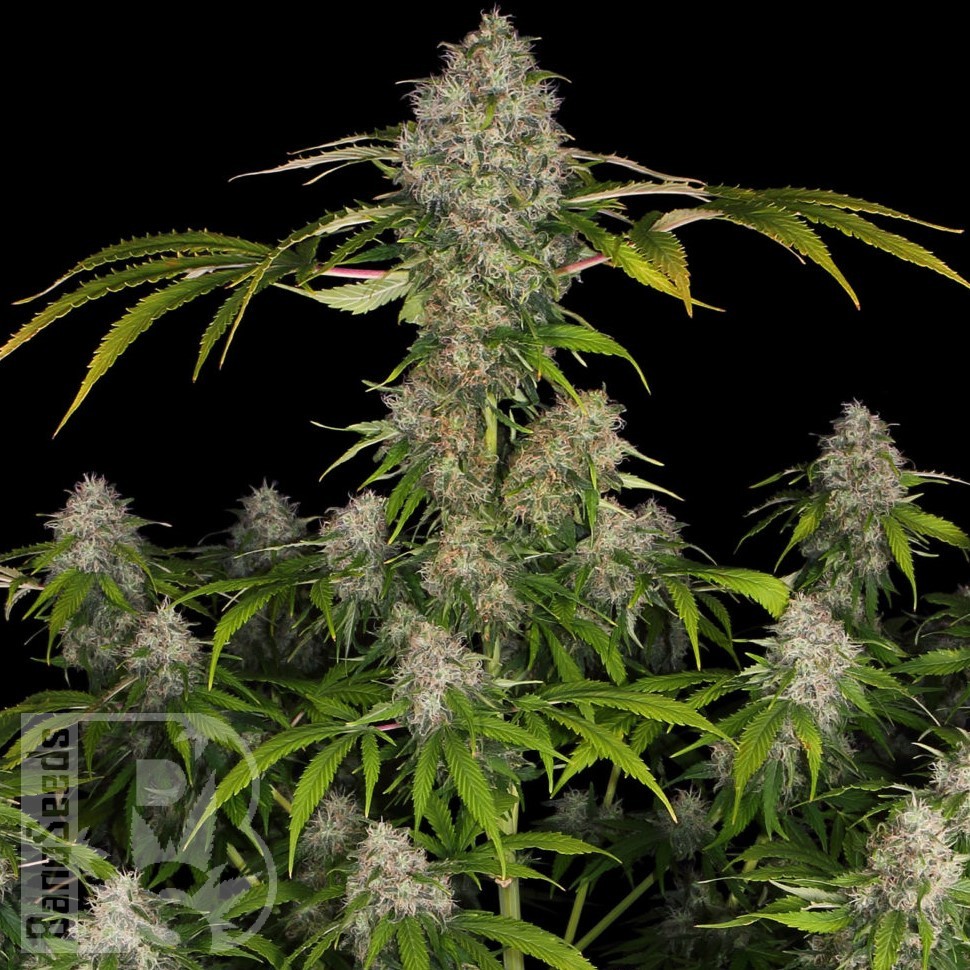 Семена конопли  Black Domina x Early Skunk feminised Ganja Seeds