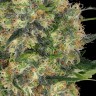 Семена конопли  Black Domina x Early Skunk feminised Ganja Seeds