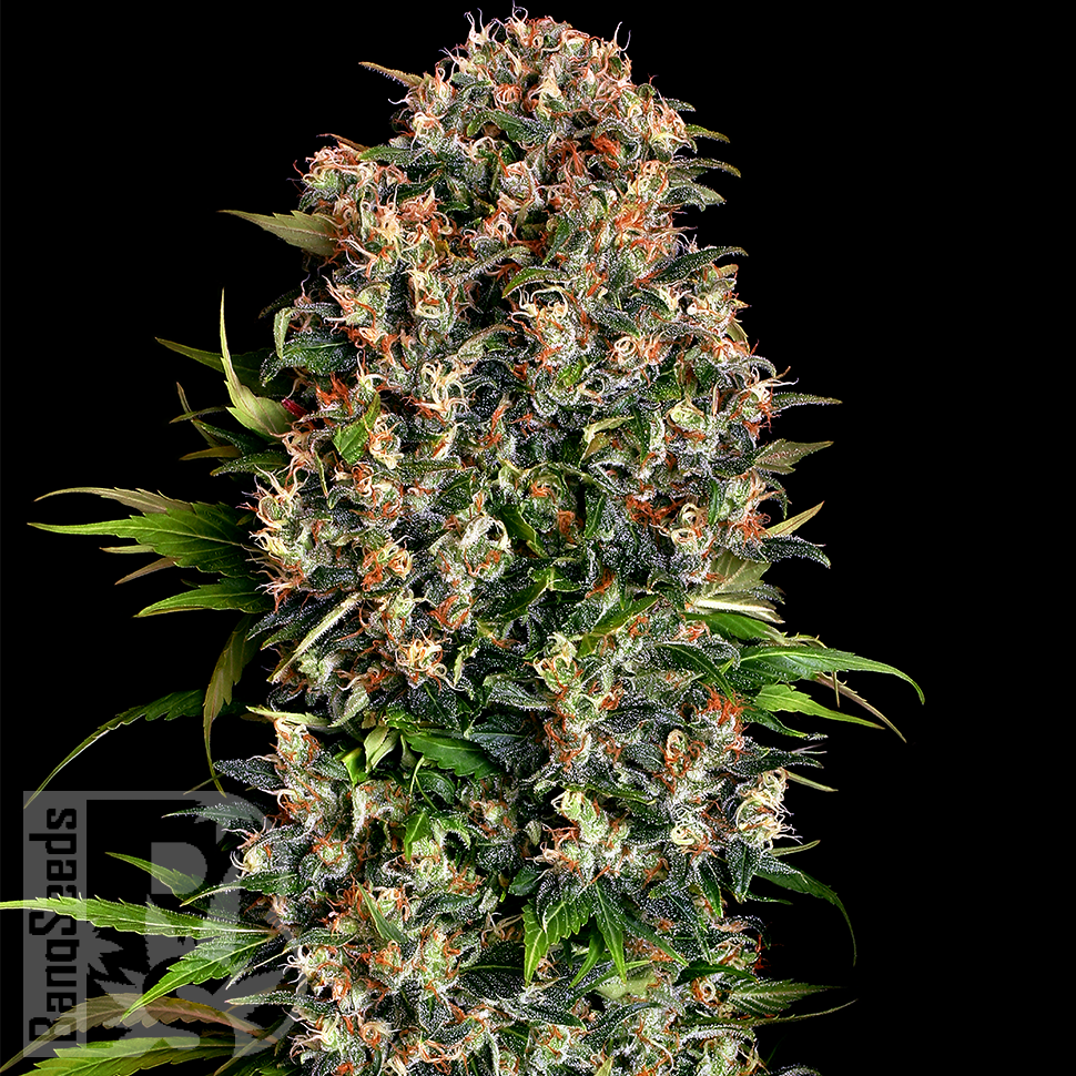 Семена конопли  Black Domina x Early Skunk feminised Ganja Seeds