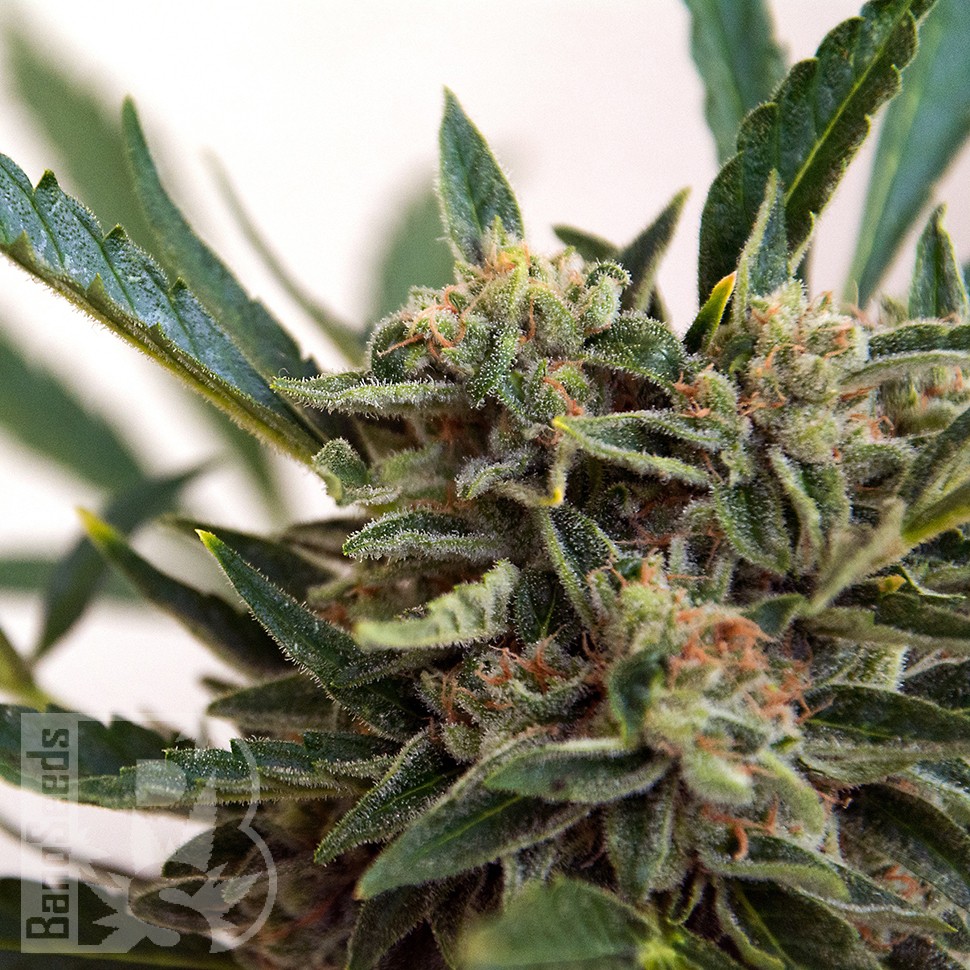 Семена конопли  Original Skunk #1 feminised Ganja Seeds