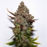Семена конопли  Original Skunk #1 feminised Ganja Seeds