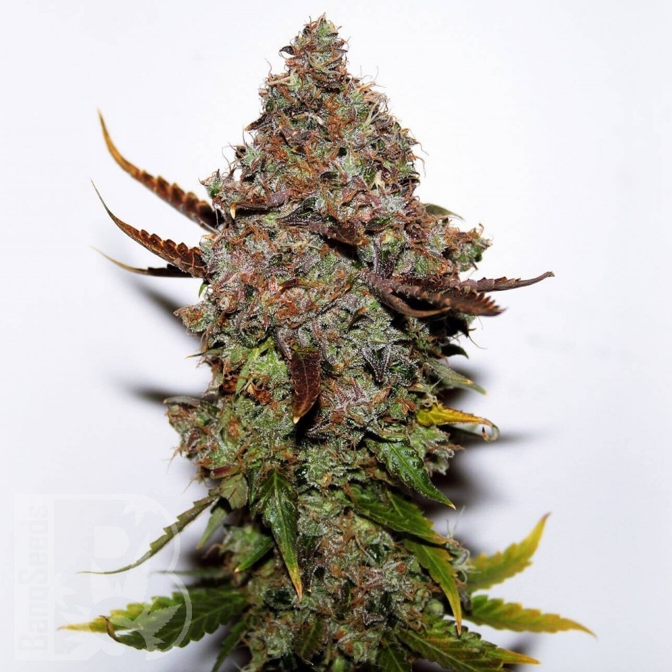 Семена конопли  Original Skunk #1 feminised Ganja Seeds