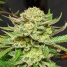 Семена конопли  Original Skunk #1 feminised Ganja Seeds