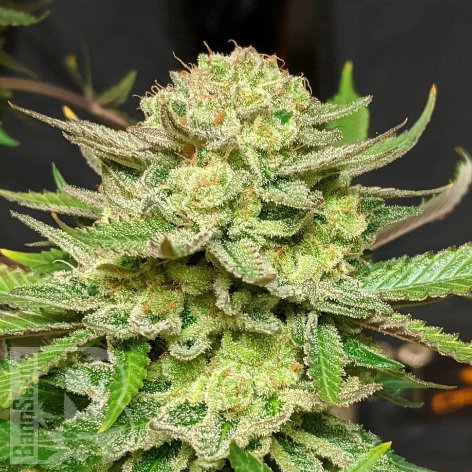 Семена конопли  Original Skunk #1 feminised Ganja Seeds