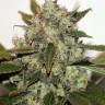 Семена конопли  Original Skunk #1 feminised Ganja Seeds