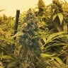 Семена конопли  Original Skunk #1 feminised Ganja Seeds