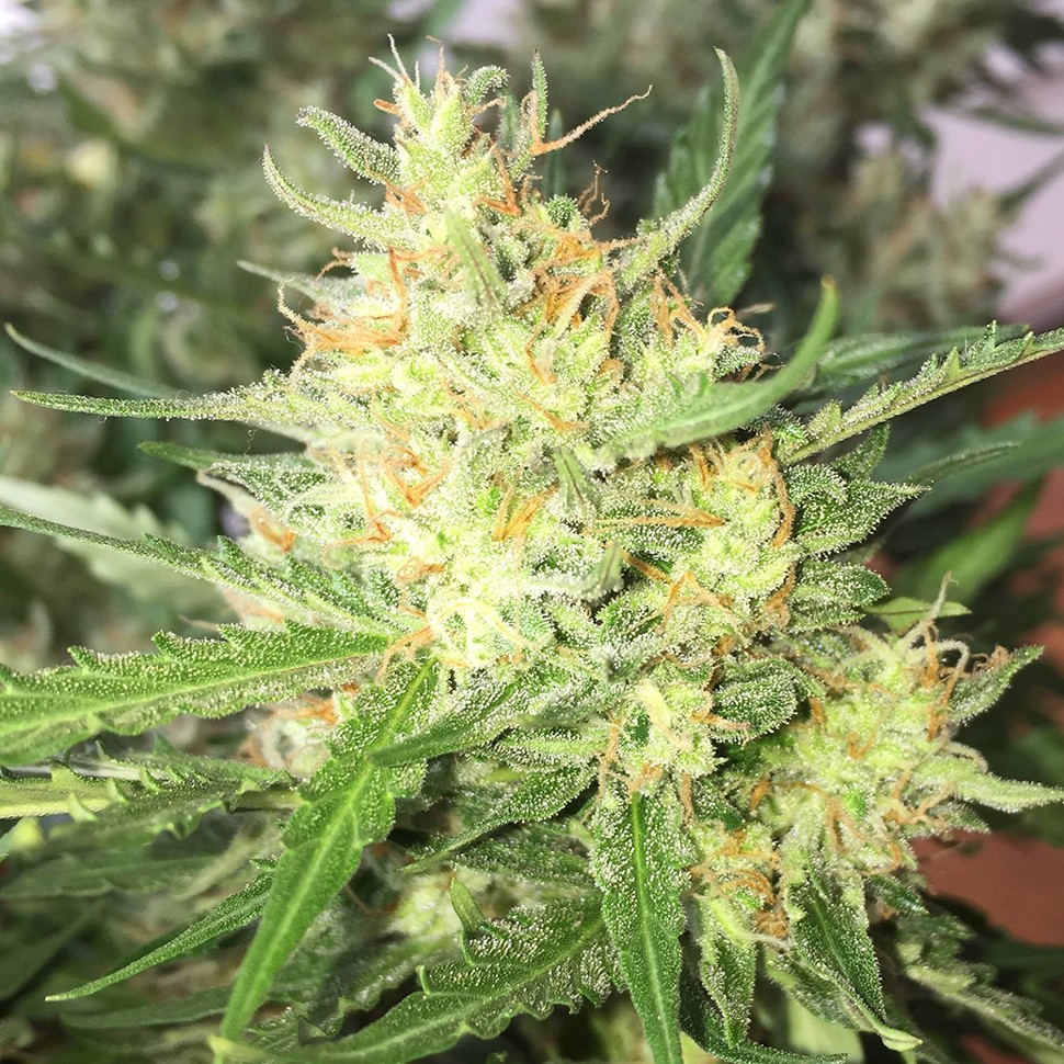 Семена каннабиса  Auto Cheese feminised Ganja Seeds